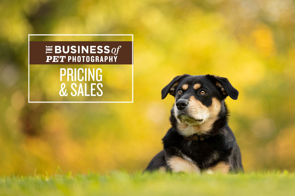 pet photography mini session course